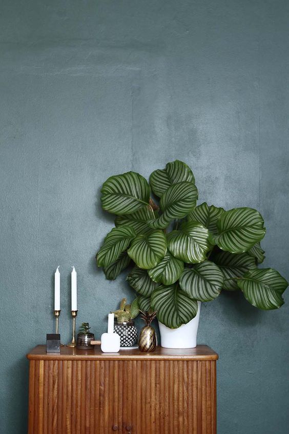 why-you-should-always-have-plants-in-your-home-bungalow5-dk