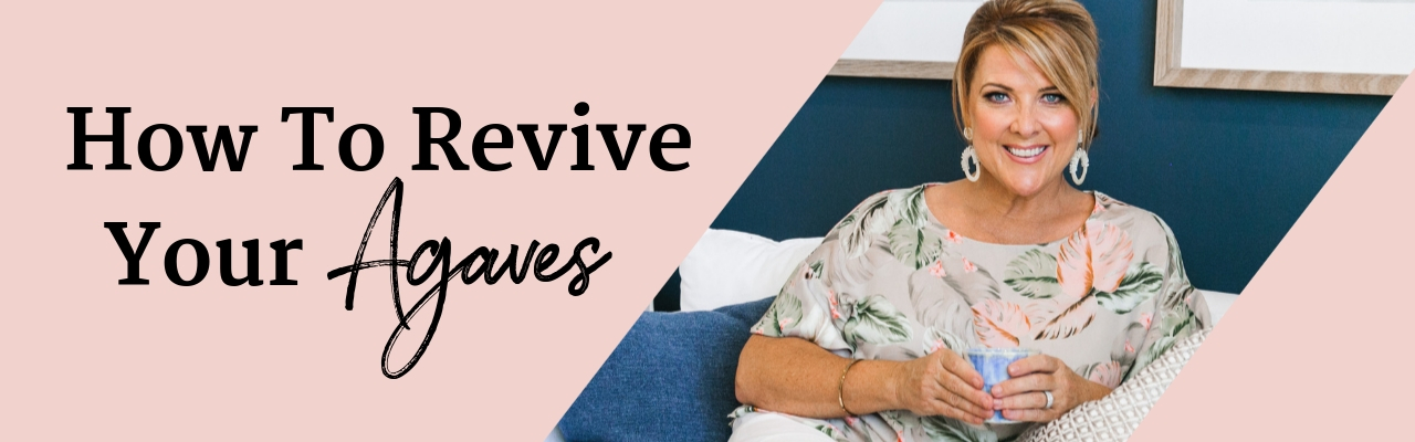 How To Revive Your Agaves