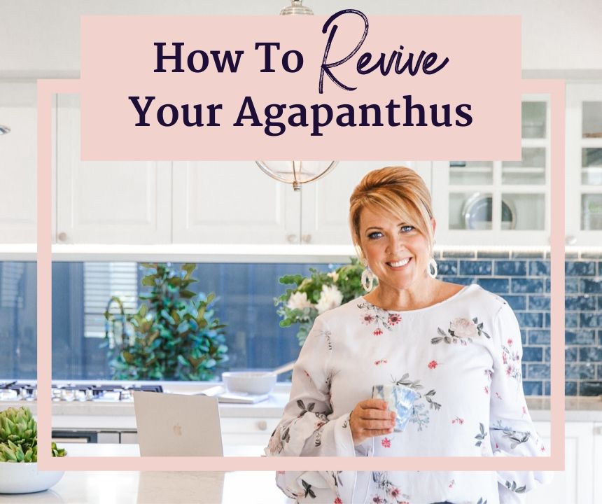 How to Revive Your Agapanthus
