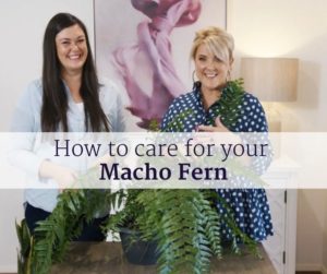 how-to-care-for-your-macho-fern