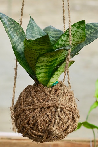 Stock photo showing a close-up of evergreen perennial Snake plant (Sansevieria trifasciata) growing in a kokedama hanging string garden. Also known as Saint George's sword, mother-in-law's tongue, or viper's bowstring hemp.
