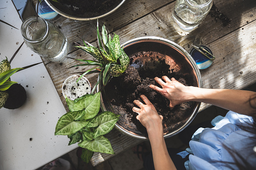 Group of people learning ornamental gardening with Kokedama Japanese technique