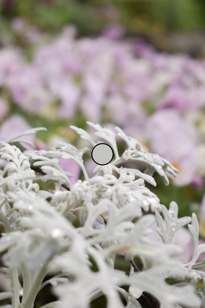 hvg-dusty-miller
